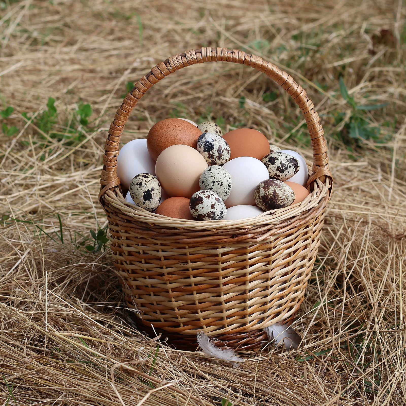 Basket of fresh farm eggs on straw