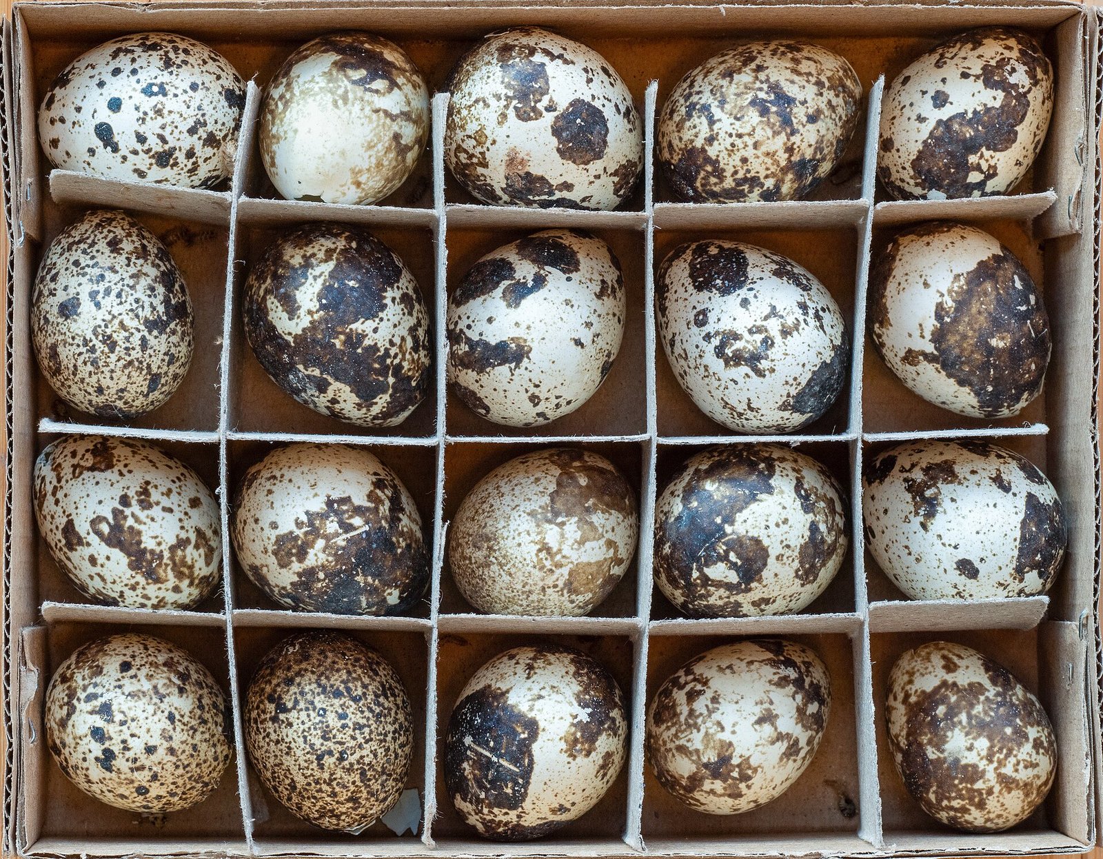 Tray of fresh quail eggs